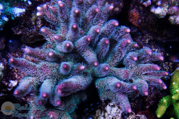 Кракен сайт 1kraken me вход