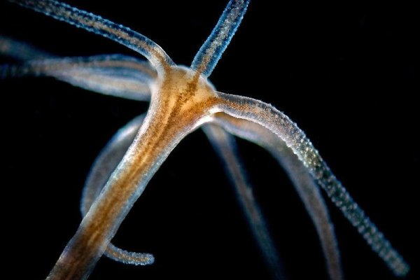Kraken что это такое
